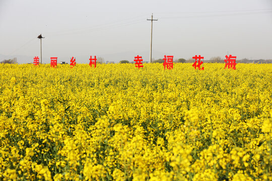 油菜花地