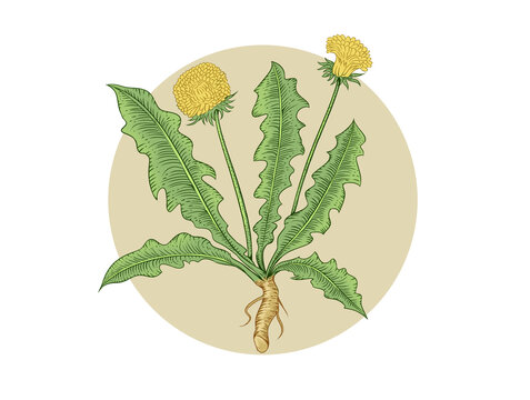 蒲公英插畫