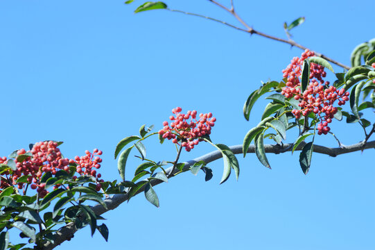 花椒树