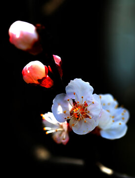 杏花花枝