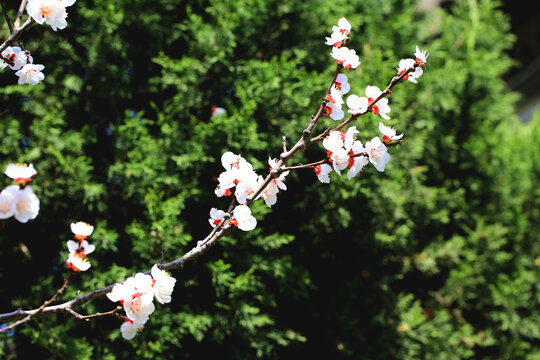 山杏花花枝