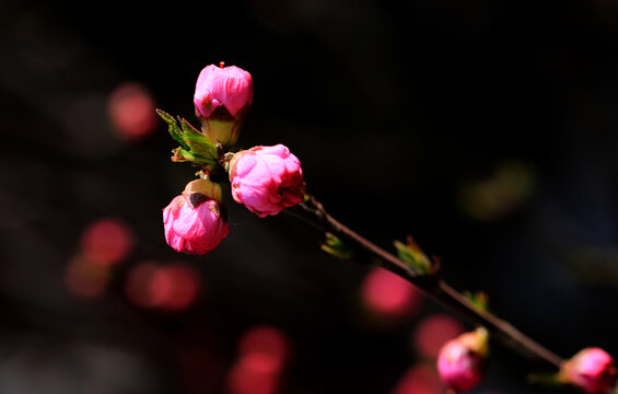 美人梅花枝