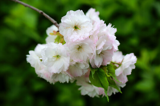 白中带粉樱花