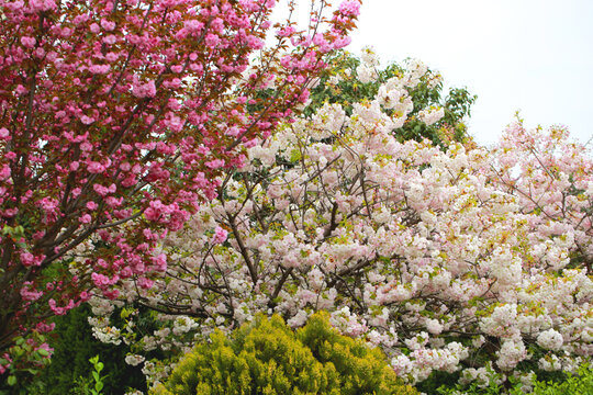 繁花似锦