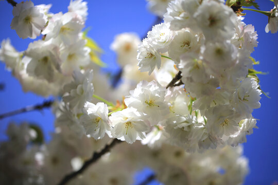 松月樱花