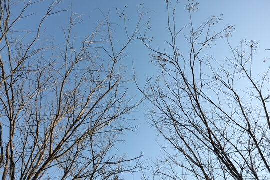 仰望蓝天干枯树枝