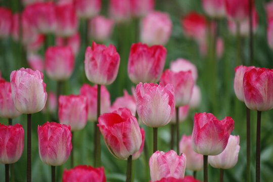 郁金香花海