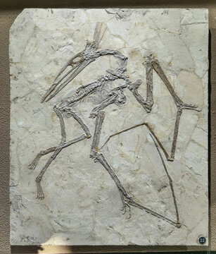 翼龙化石标本