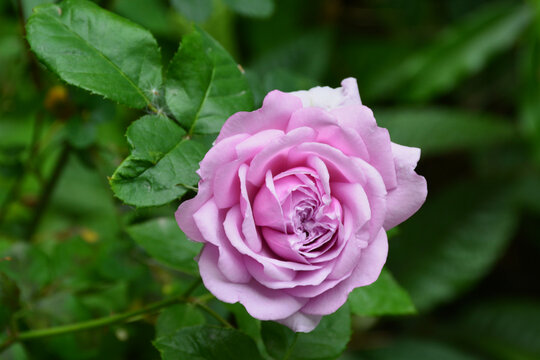 一朵紫色玫瑰