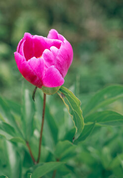 芍藥花