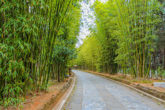 竹林步道