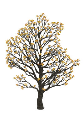 手绘画画植物黄叶大树