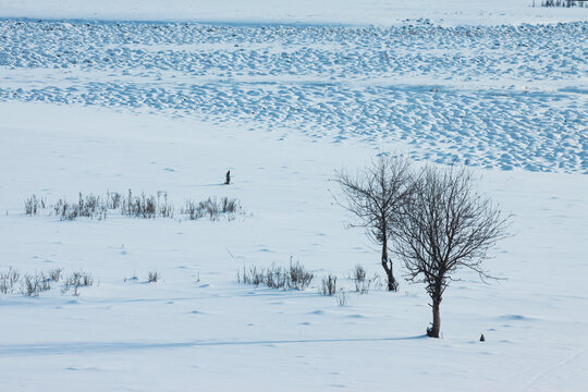 雪原孤独树