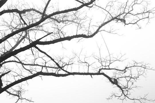 仰拍冬天的枯树枝