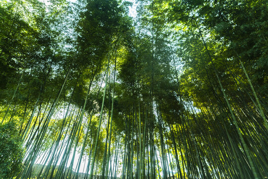 仰拍竹林