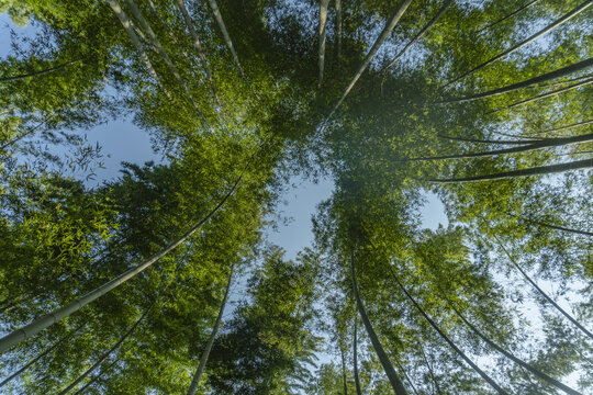 仰拍竹林