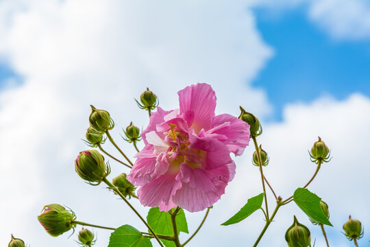 木芙蓉