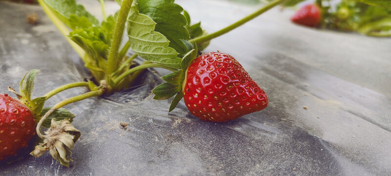 熟透的草莓
