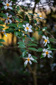 油茶花