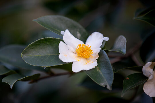 油茶花