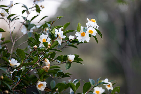 油茶花