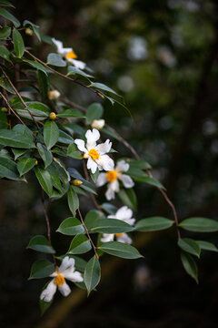 油茶花