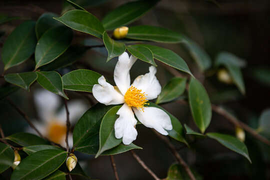 油茶花