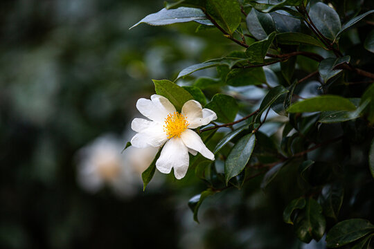 油茶花