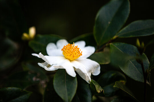 油茶花