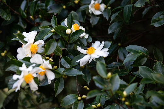 油茶花