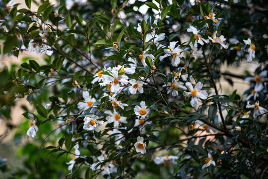 油茶花