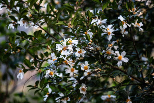 油茶花