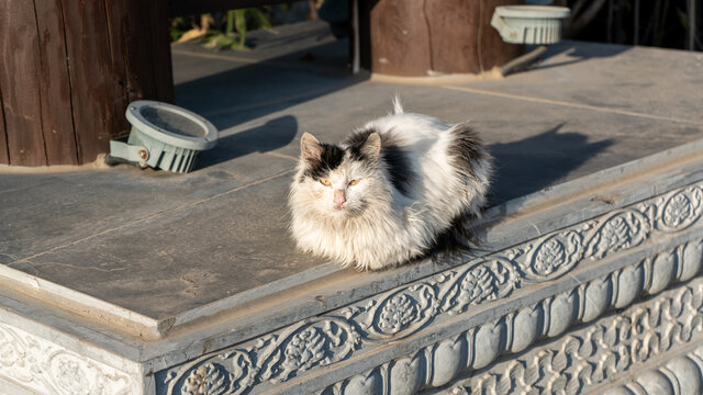 田园猫