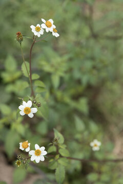 野花小白花野草