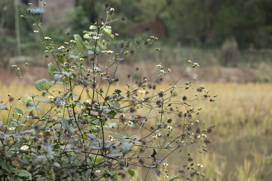 野花小白花野草鬼针草