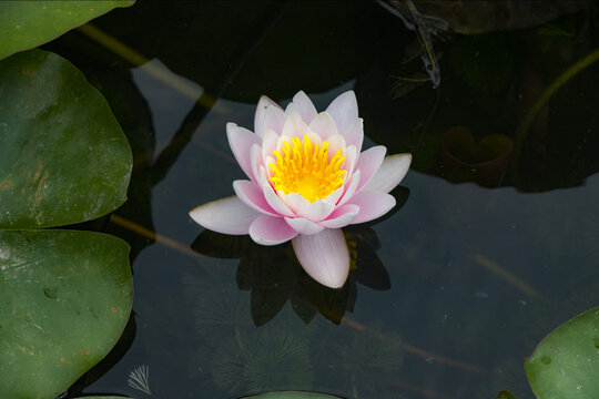 莲花特写