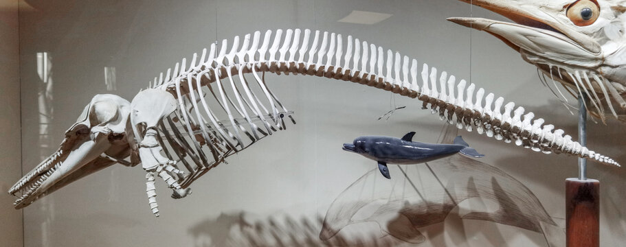 海豚骨架标本