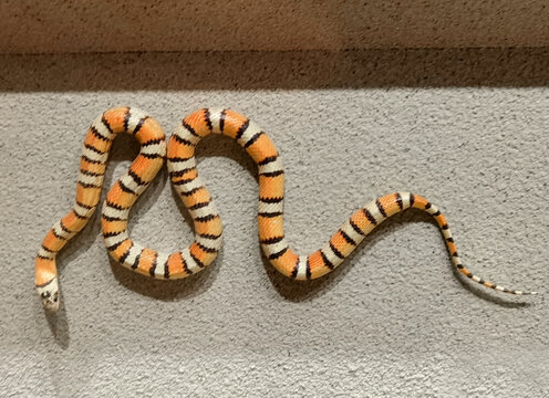 墨西哥王蛇标本