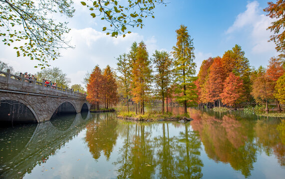 南京中山陵梅花谷秋天