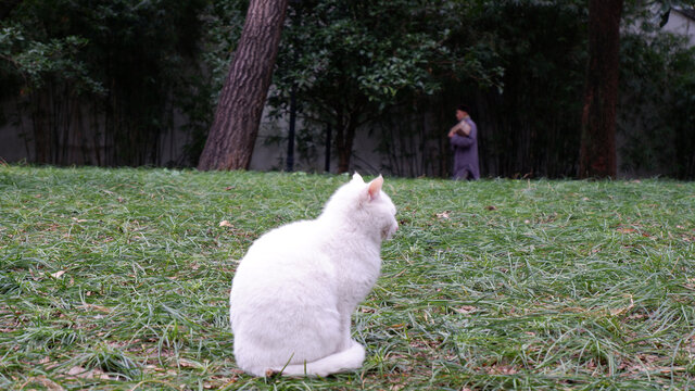 打坐的阿猫