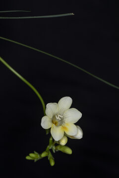 漂亮的香雪兰花