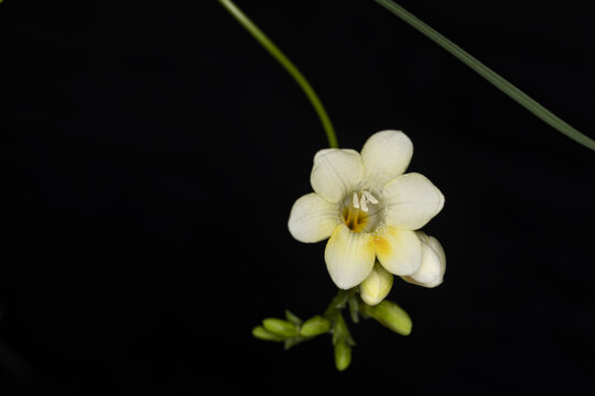 漂亮的香雪兰花