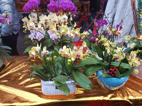 花市紫色黃色蝴蝶蘭
