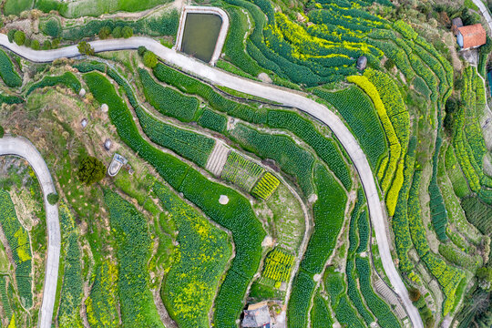 油菜花梯田山路航拍俯拍