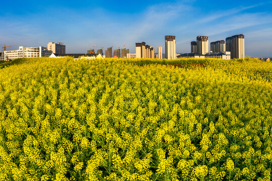 义乌苏溪住宅人居环境油菜花