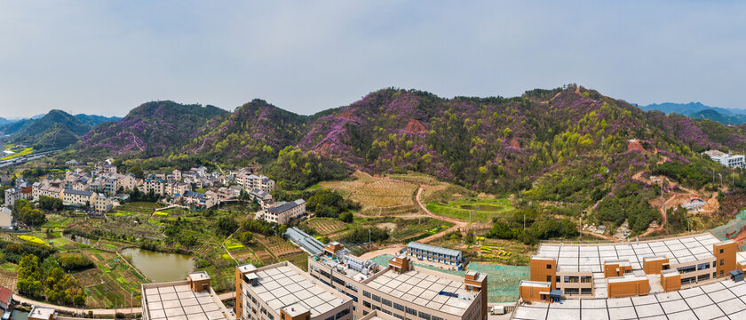 浦江西山下下岩岭紫荆花全景