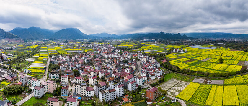 武义王宅美丽乡村油菜花海全景