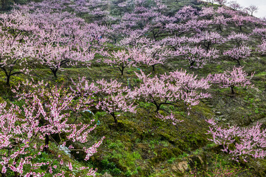 春季桃园桃树林桃花风光