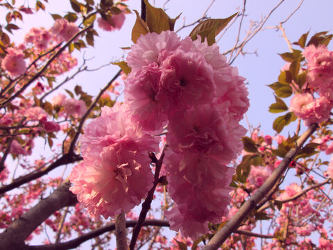 红粉樱花盛开压枝头