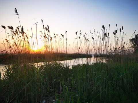 夕阳中的芦苇丛